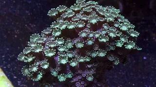 Ultimate Guide to Alveopora Care: Creating the Perfect Reef Aquarium Environment