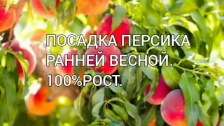 ПОСАДКА ПЕРСИКА РАННЕЙ ВЕСНОЙ 100% РОСТ.