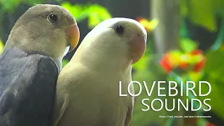 Peach-faced Lovebirds Sounds - White and Blue Opaline