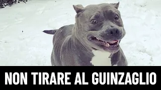 LEZIONE 4: Come insegnare al cane adulto a non tirare al guinzaglio!