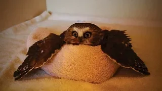 Amazing Funny Owls 🦉😂 Cute and Funny Owls Playing (Part 1) [Funny Pets]