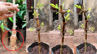 How to grow water apple tree from cutting with Banana rooting hormone / jambu apple tree