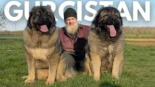 THE LEGENDARY DOG FARM IN GEORGIA ~ PRIEST YAKUP’S NAGAZI DOGS