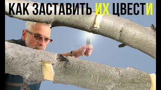 Как заставить яблоню цвести / Кольцевание плодовых деревьев / Игорь Билевич