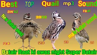 common quail l quail hunting sound l batair voice l calling voice batair l Quail Best sound.birds.