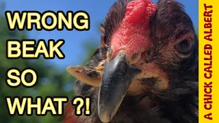 Risky chicken operation - Crooked beak Elvis