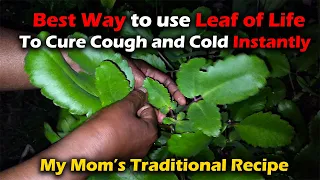 How to Use Leaf of Life to Get Rid of Cough and Colds Instantly. Medicinal Plant Series