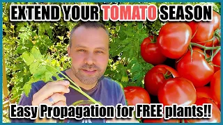 How to Easily Root Tomato Suckers to Get Unlimited Free Plants