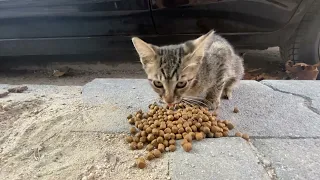 Mother Cat and her little Kittens came running up to me because they were so Hungry.