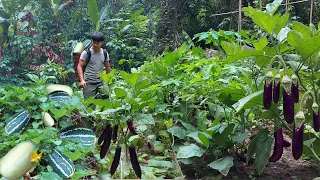 Part 2: 4 Months Gardening, Growing Watermelon, Pumpkin, Eggplant. Harvest Bring To Market For Sale