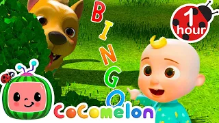 How to find BINGO the Dog | CoComelon | Moonbug Kids - Farm Animals