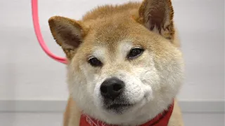 Performing an exorcism or bathing a Shiba Inu?
