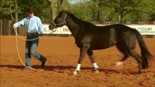 Circle Driving with Clinton Anderson