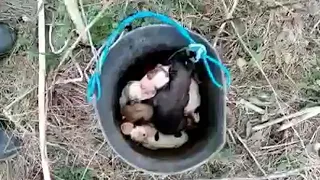 After 1 Day Old Puppies Were Dumped In The Park, They Crying Because of Hunger and Helplessness