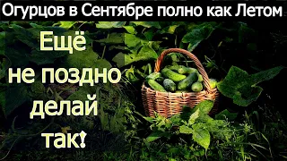 ОГУРЦЫ В СЕНТЯБРЕ СЕКРЕТЫ ДАЮЩИЕ ОБИЛЬНЫЙ УРОЖАЙ ОГУРЦОВ.