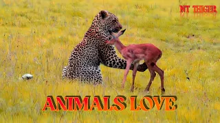 Incredible footage of leopard behaviour during impala kill - Animals Love, South Africa #animals