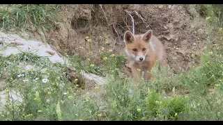 Fox cub in natural environment