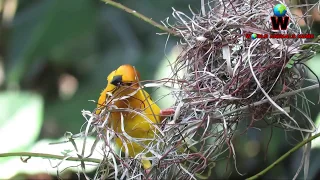 Bird life cycle video | bird life in forest | bird life international | jungle bird life