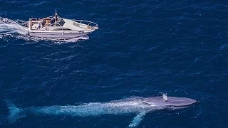 The Biggest Sea Creature : Blue Whale : Best Documentary 2017