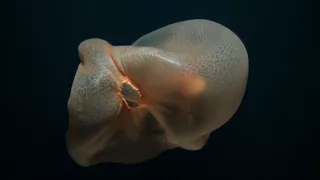 NautilusLive Nov 14 - Stunning Deepstaria Enigmatica jellyfish!