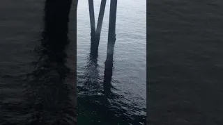 Redondo beach pier - seal barking