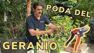 PODAR GERANIOS  ✂️​ Mariposa del geranio 🦋​👨‍🌾​ Jardinatis