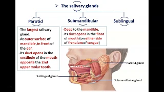 Anatomy of the Parotid Gland - Dr. Ahmed Farid