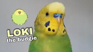 How I taught My Budgie to Talk