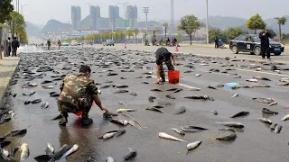 Fish from the sky? Fishermen are losing their jobs! Sky special landing things big inventory!天上竟然下鱼？