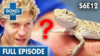 Curious Case Of A Shrinking Lizard 🦎 | Bondi Vet Season 6 Ep12 | Bondi Vet Full Episodes | Bondi Vet