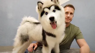 The Surprising Reason No One Wants to Adopt this Alaskan Malamute