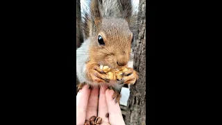 Белка ест орешек сидя у меня на ладони / Squirrel eats a nut sitting on my palm