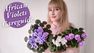 African Violets Care Guide - Best Tips For Beginners