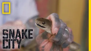 Black Mamba in the Fridge | Snake City