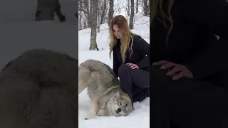 HUGE WOLF interaction in NORWAY