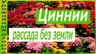 РАССАДА ЦИННИИ БЕЗ ЗЕМЛИ!