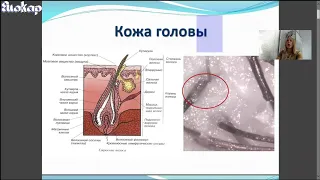 Основы Трихологии для стилистов и косметологов. Часть 1