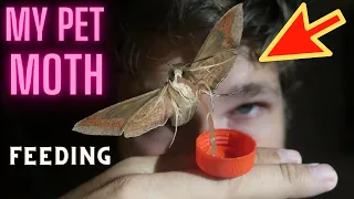 My Pets: Moths!  Feeding My Pet Moths - Vine hawkmoth (Hippotion celerio ) ft. Bart Coppens