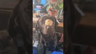 Lily The 9 month old Chocolate Lab balancing a treat on her nose :-)