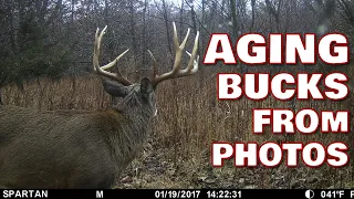 Aging Whitetail Bucks from photos.