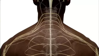 Anatomy of the Spinal Cord and How it Works