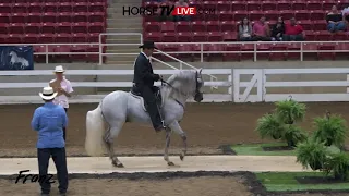 Paso Fino Stallions Championship Asheville Alive 2018