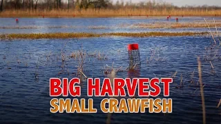 Big Harvest, Small Crawfish