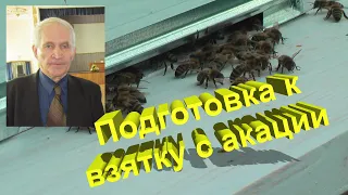 Профессор Кашковский про подготовку пчёл для сбора акации