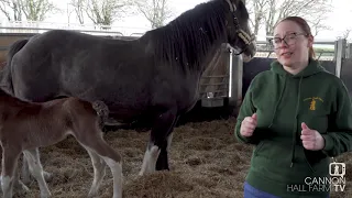 *** JUST FOR KIDS - LEARN ABOUT HORSES ! **