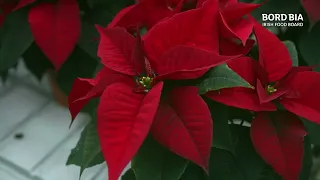 HOMEGROWN - Episode 7 Clip: Uniplumo Poinsettias