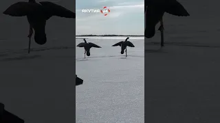 Якутские охотники готовятся встретить гусей/Yakut hunters are preparing to meet geese