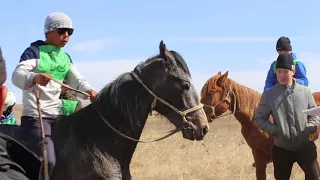 Чаатыга аът чарыжы. Апрель 14, 2018  Хараар-Тей