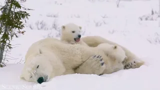 Oso blanco