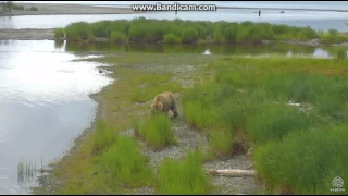 Bear 435 Holly with 2 coys LR cam Brooks Falls Katmai